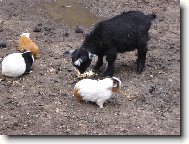 Kůzle a jeho kamarádi