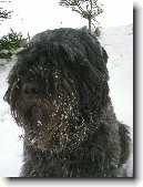 Flandersk� bouvier