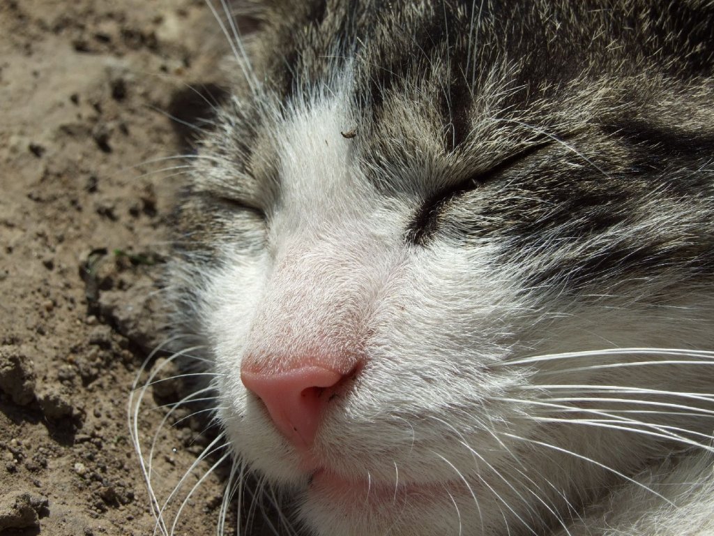 Foto: Mikešek