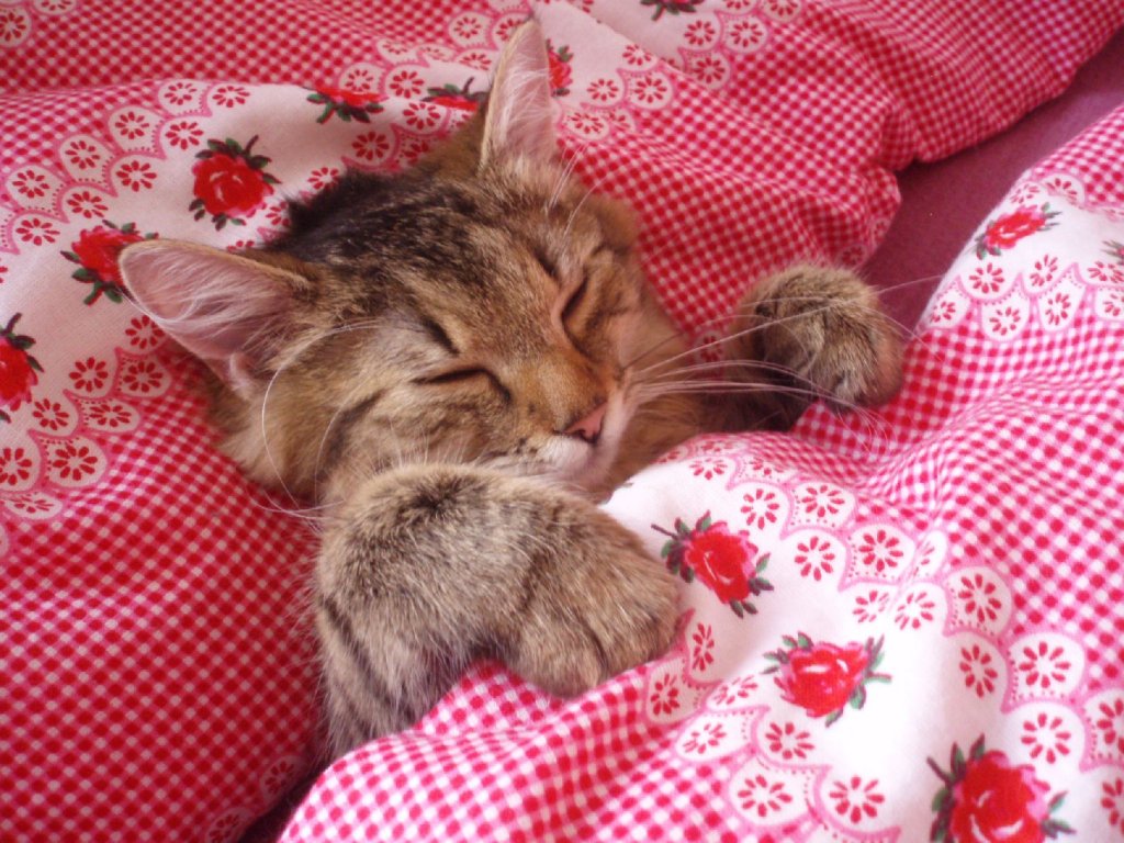 Foto: Nejlépe se spinká v postýlce