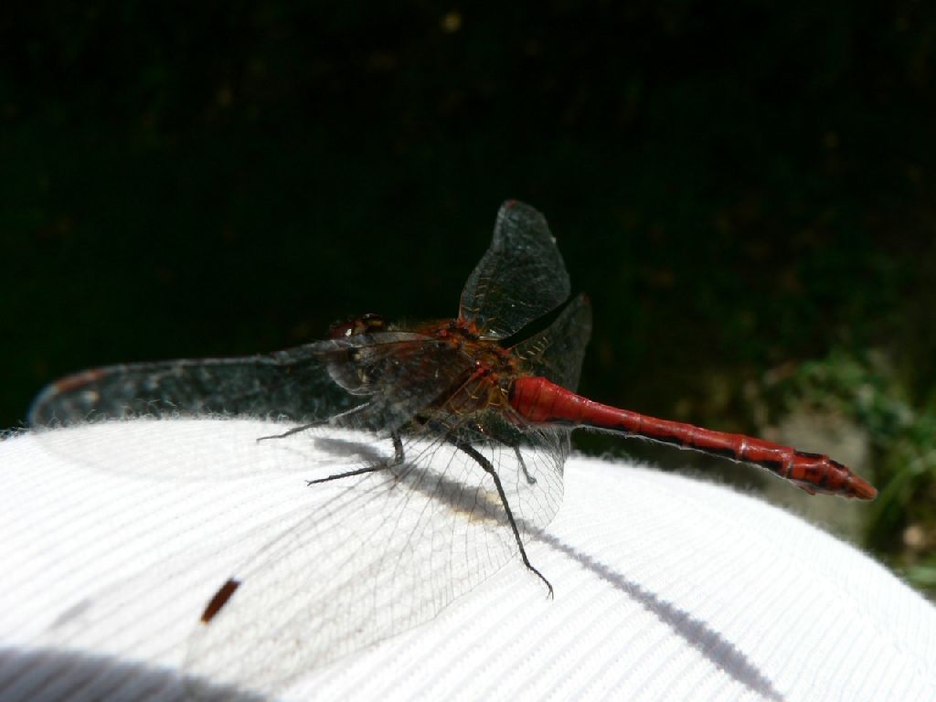 Foto:
