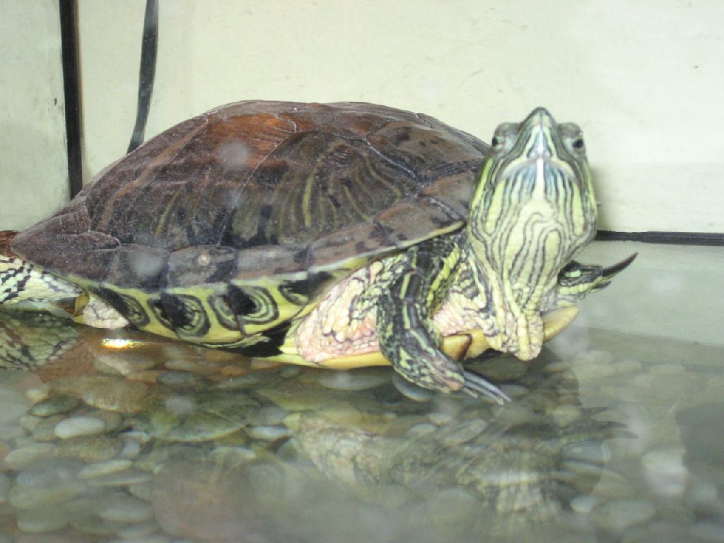 Foto: