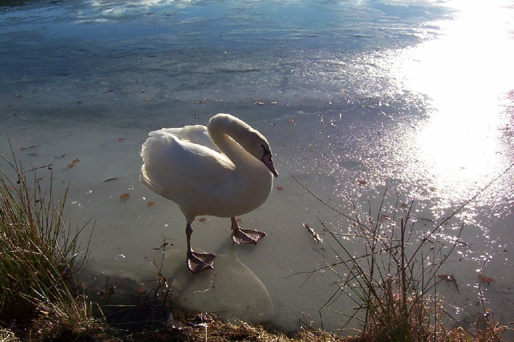 Foto: