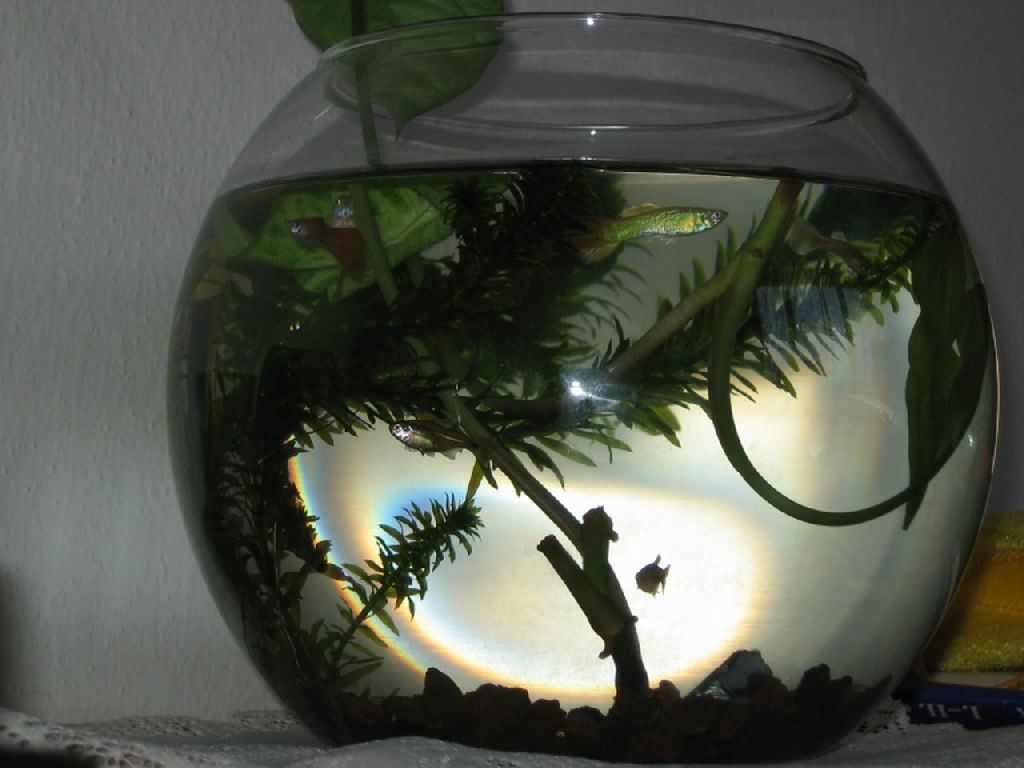 Foto: