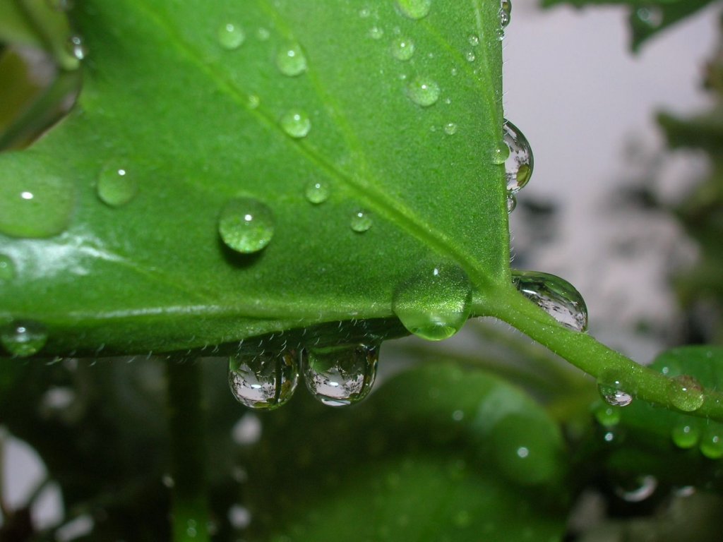 Foto: Kapka ke kapce sedá