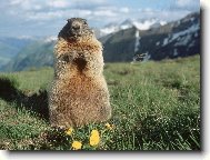 Puzzle on-line Puzzle on-line