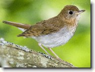 Puzzle on-line Puzzle on-line