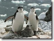 Puzzle on-line Puzzle on-line