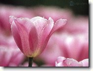 Puzzle on-line Puzzle on-line