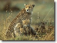 Puzzle on-line Puzzle on-line