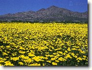 Puzzle on-line Puzzle on-line