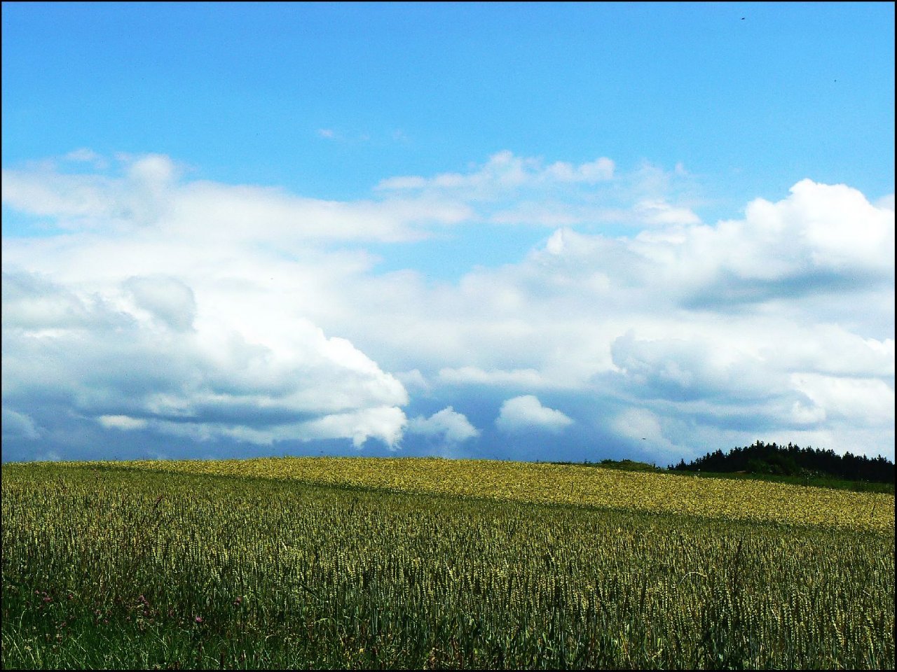 Foto: šumava