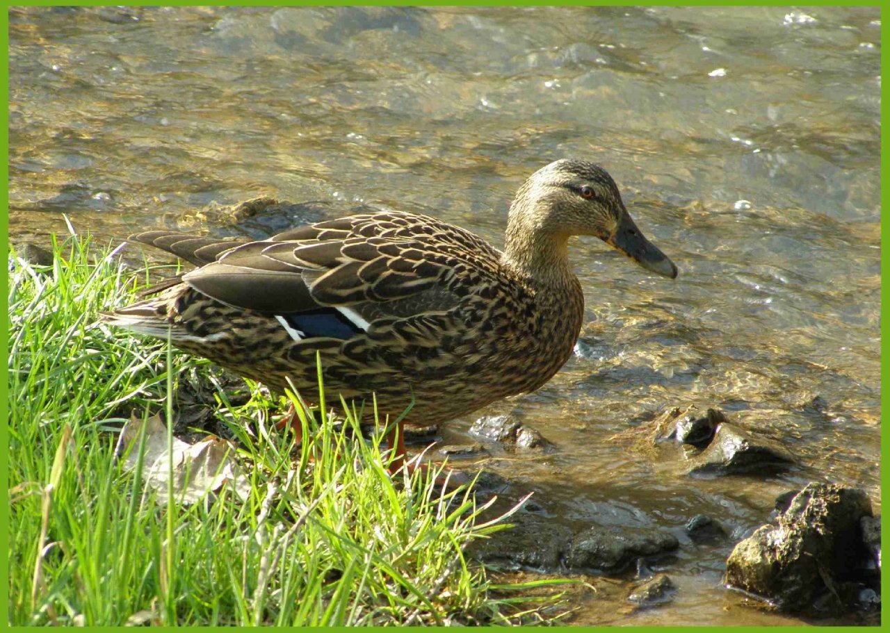 Foto: Kachna divoká.