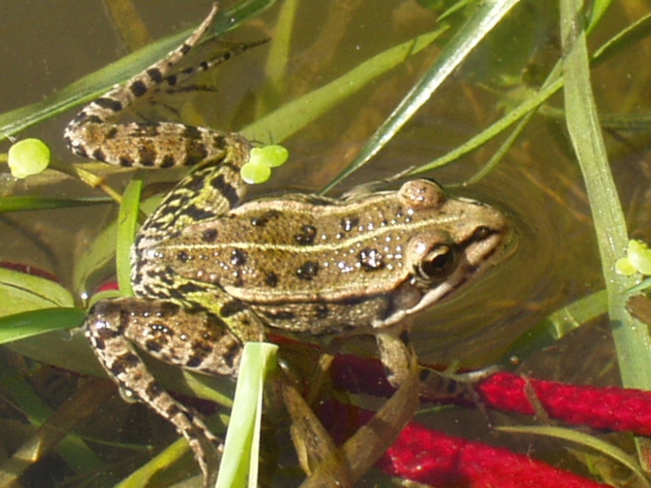 Foto: