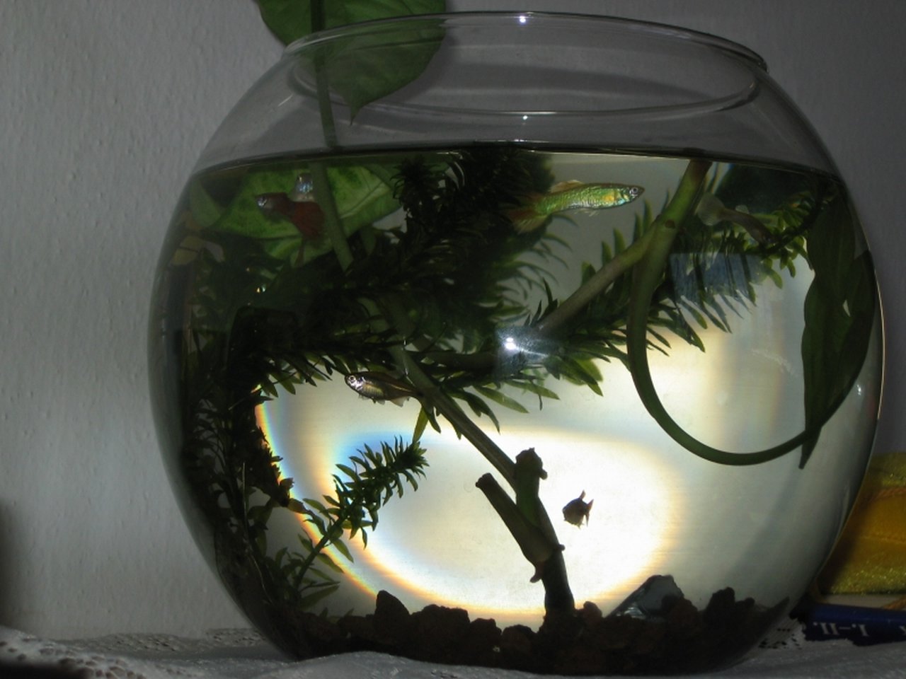 Foto: