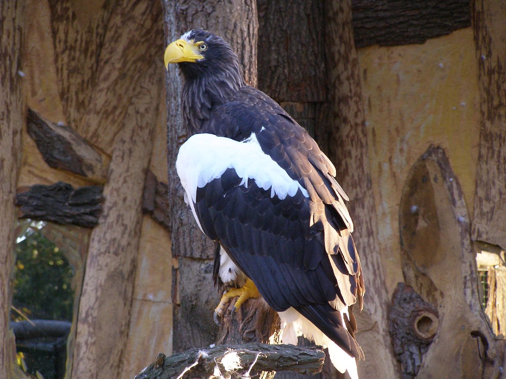 Foto: Orel bělohlavý