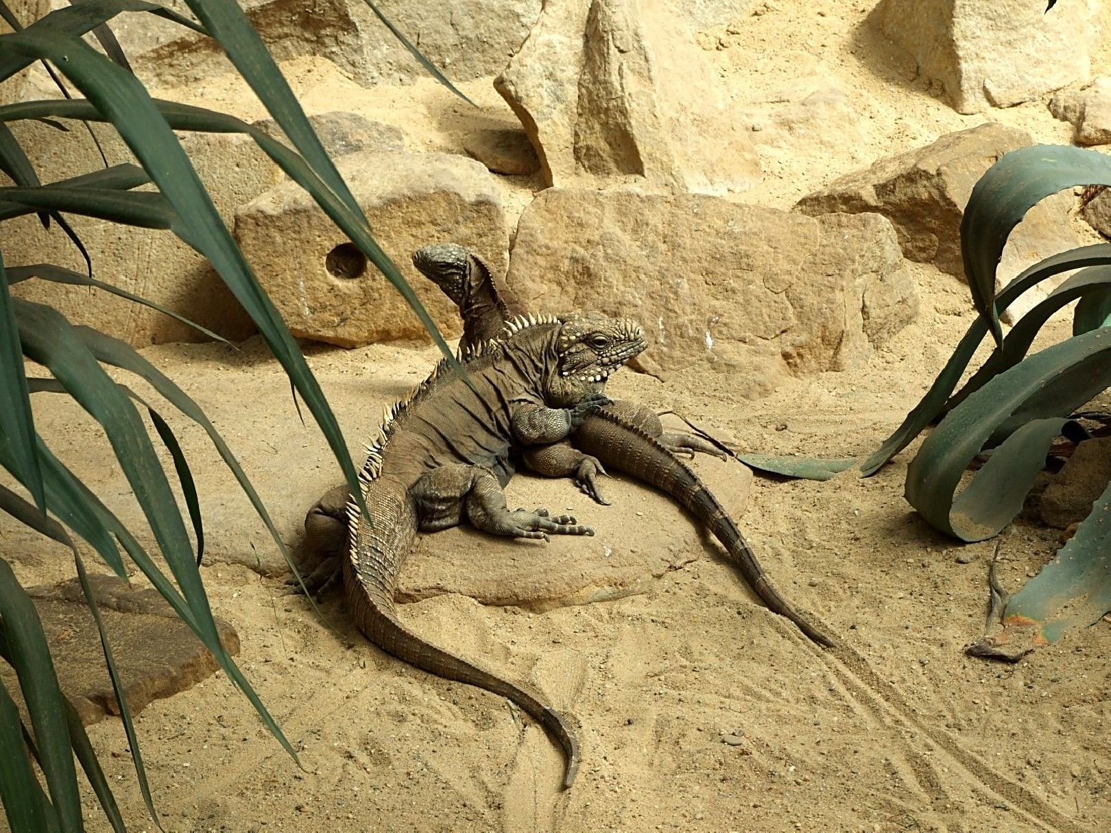 Foto: Láska mezi ještěry