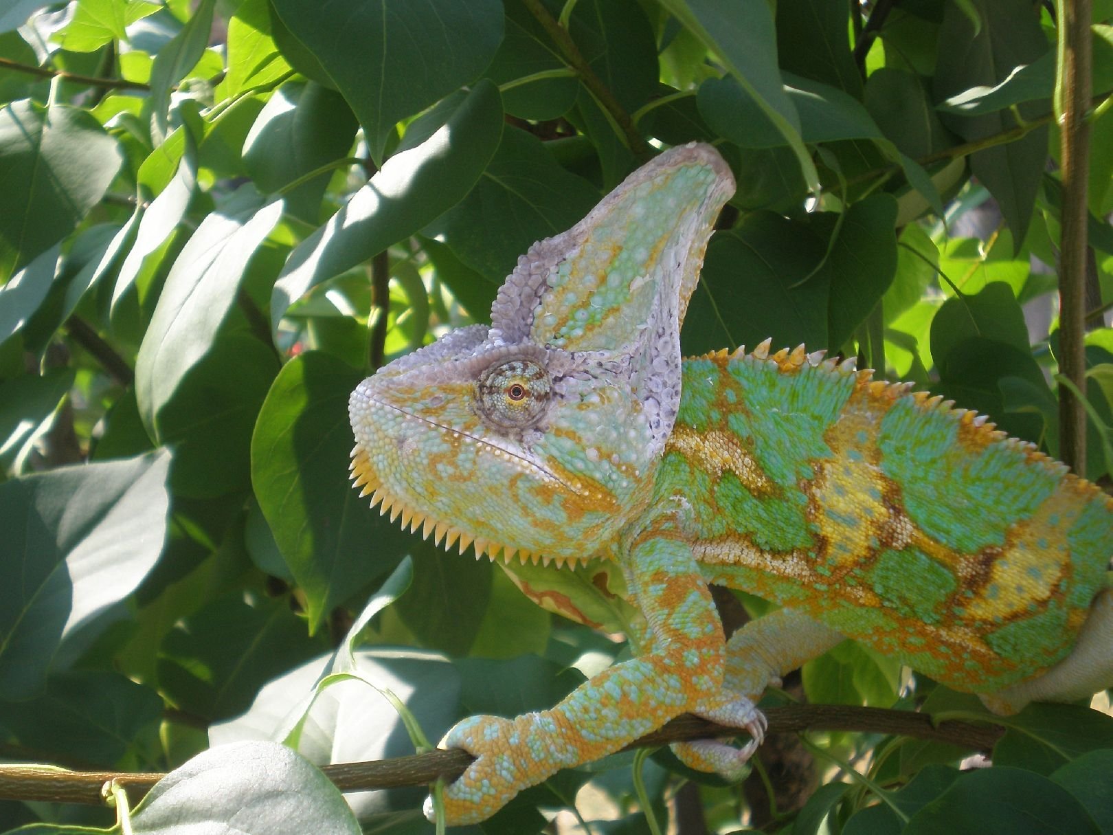 Foto: chameleon venku na sluníčku
