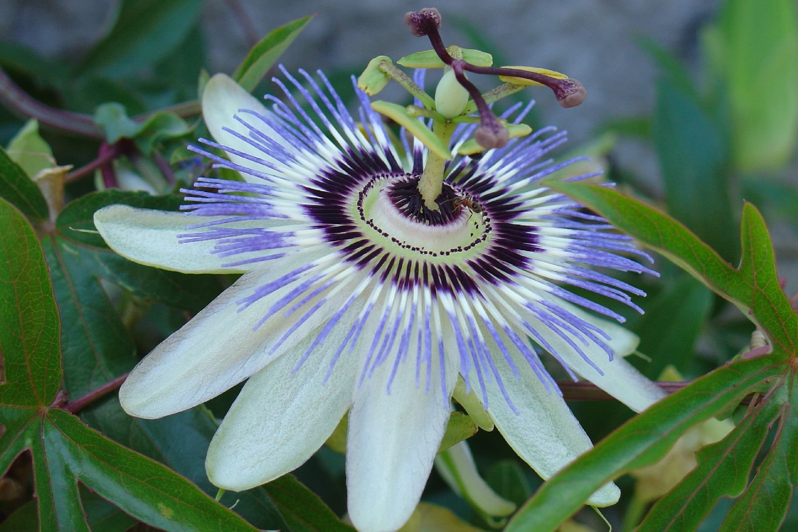 Foto: První kvítek