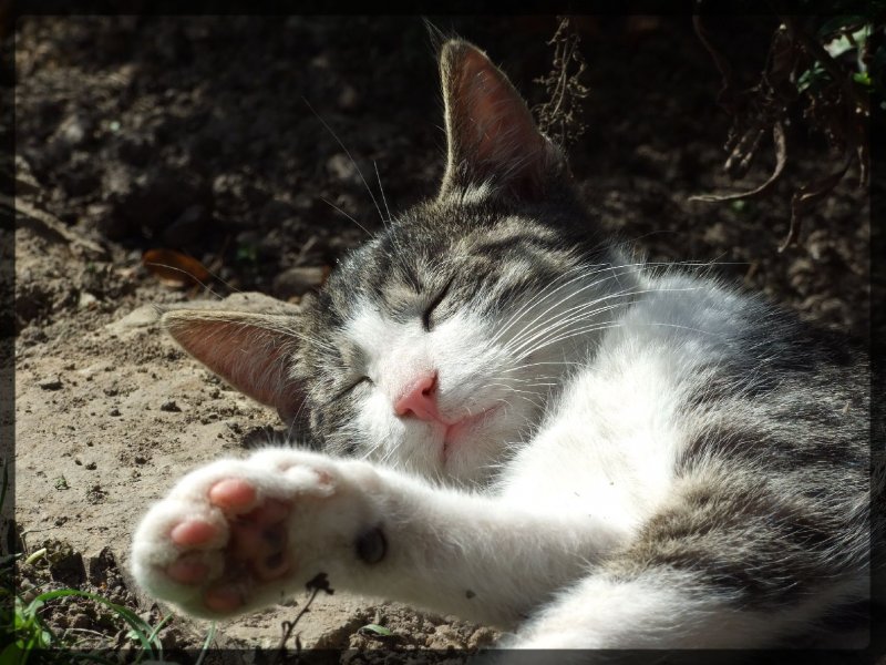 Foto: Mikeš