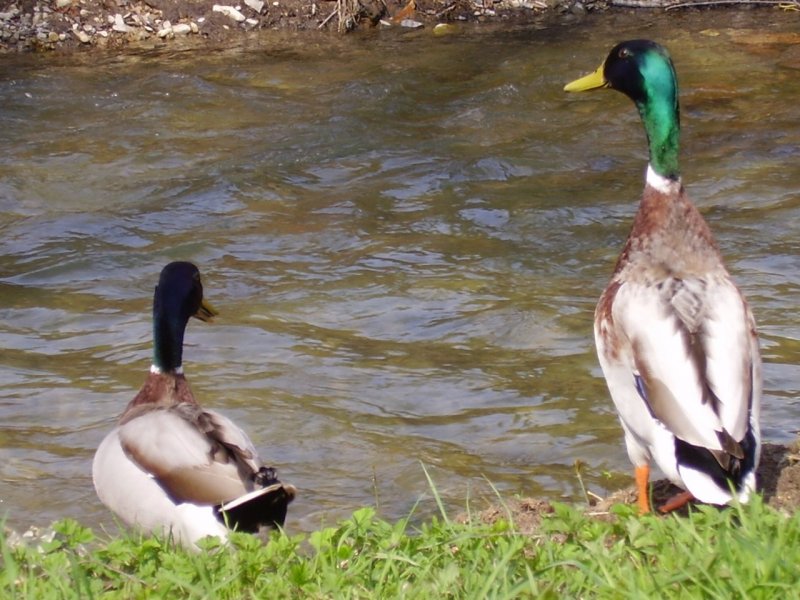 Foto: