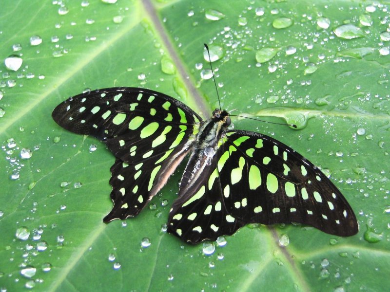 Foto: není zelená jako zelená