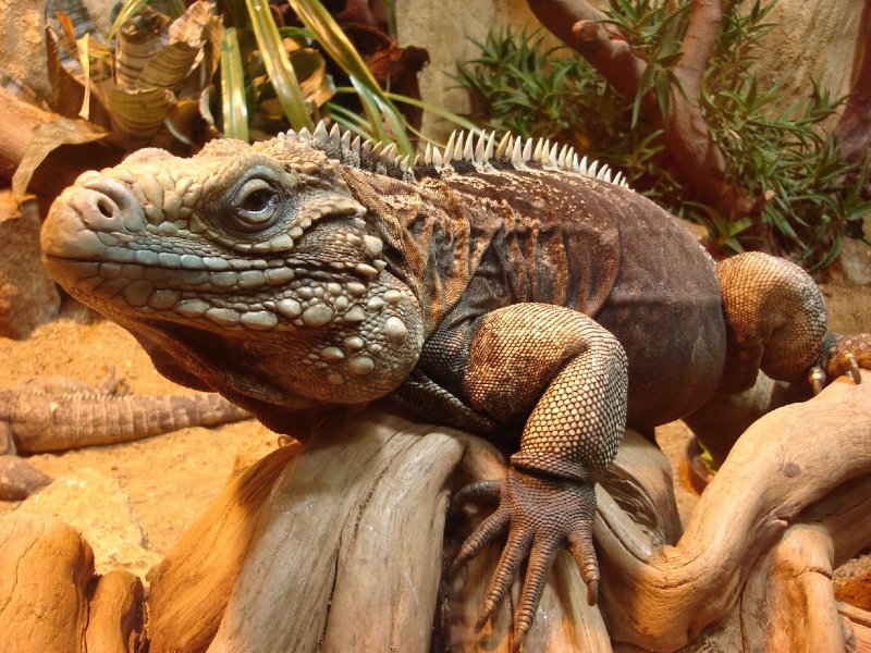 Foto: Leguán kubánský