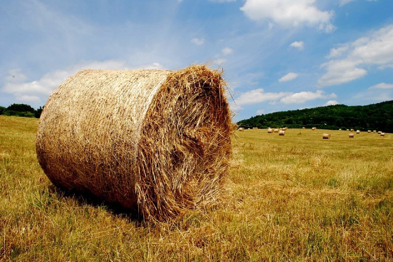 Foto: posečeno