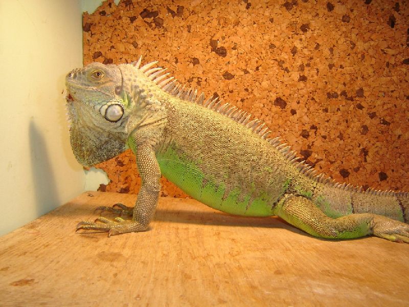 Foto: