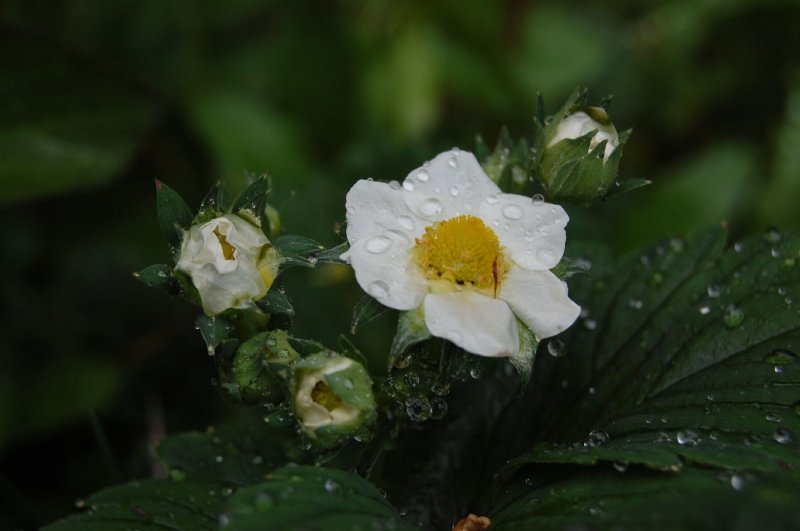 Foto: S kapkami deště