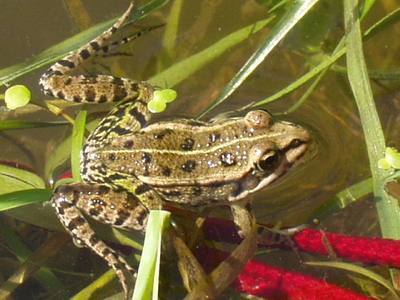 Foto: