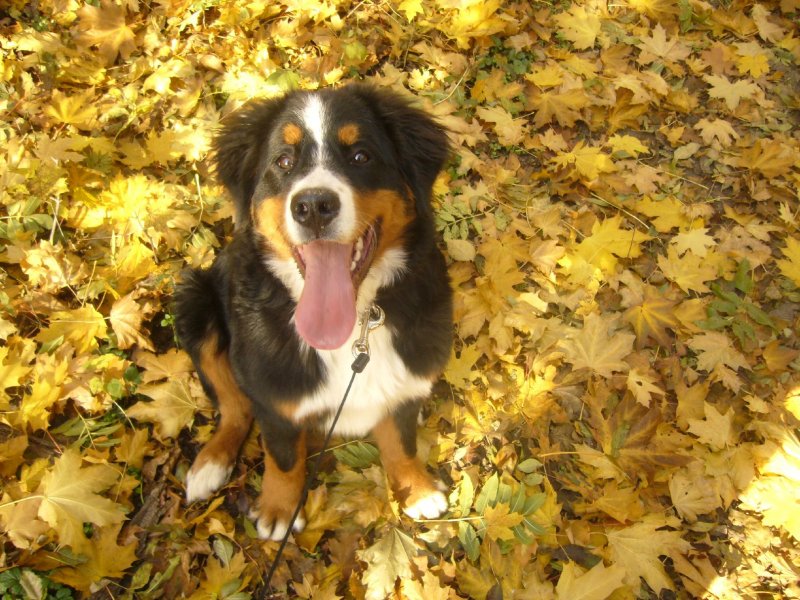 Foto: Fay na podzimní vycházce