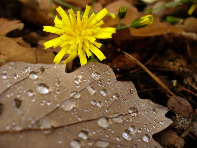 Foto: Jaro či podzim?