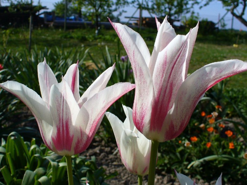 Foto: Vzpomínka na jaro